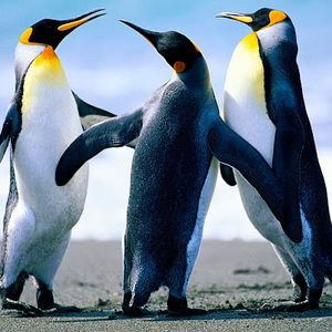 Meet your Posher, Dennis